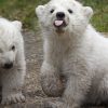 zoo dublin